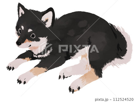 黒柴 112524520