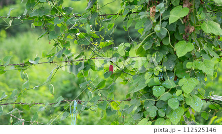 red ripe plum fruits in the garden 112525146