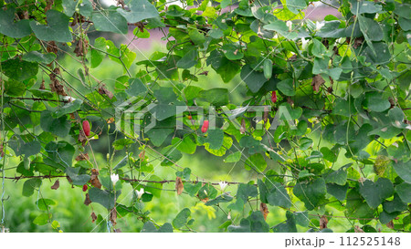 red berries on a branch of a grapevine 112525148