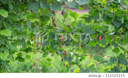 red grapes on the vine 112525155