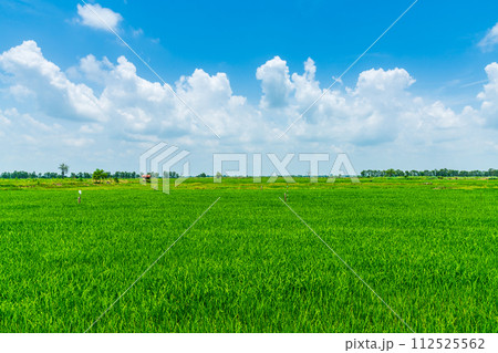 Scenic view landscape of Rice field green grass with field cornfield or in Asia country agriculture harvest with fluffy clouds blue sky daylight background. Scenic view landscape of Rice field green grass with field cornfield or in Asia country agriculture harvest with fluffy clouds blue sky daylight background. 112525562