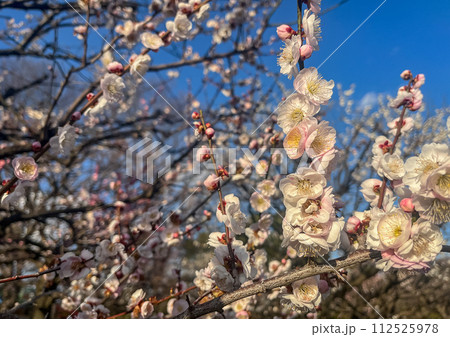 相模原北公園の梅の花 相模原北公園の梅の花 112525978