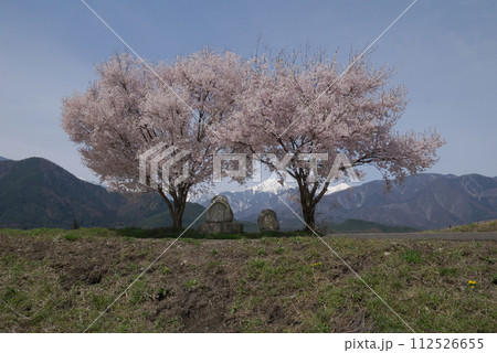 桜のある風景～満開の道祖神桜＠信州安曇野の春 112526655