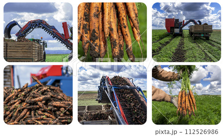 Carrot Harvesting - Carrot Harvester Unloading On The Go into a Tractor Trailer - Commercial Production of Carrots - Photo Collage 112526986