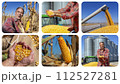 Corn Production - Happy Farmer Showing Freshly Harvested Corn Maize Grains Against Grain Silo - Combine Harvester Unloading Grain into Tractor Trailer - Photo Collage 112527281