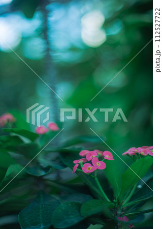 小さなピンクの花 112527722