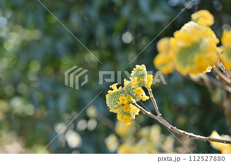 春、三又の花宇宙 春、三又の花宇宙 112527880