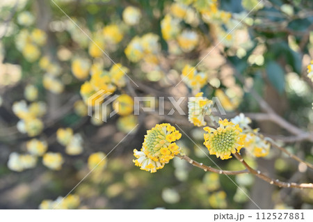 春、三又の花宇宙 112527881