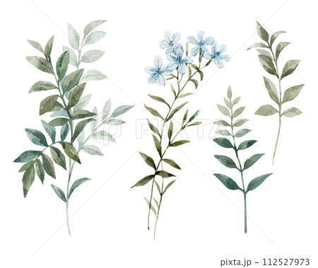 Set with watercolor leaves and flowers. Delicate plants and flowers. Botanical modern illustration. Clip art. Set with watercolor leaves and flowers. Delicate plants and flowers. Botanical modern illustration. Clip art. 112527973
