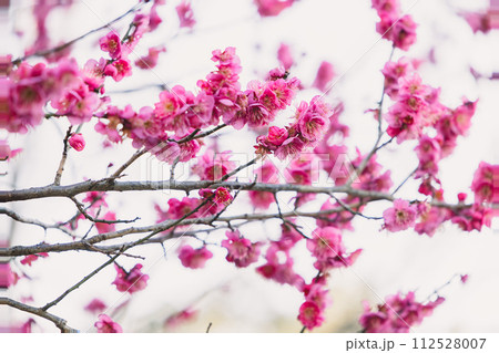 濃いピンクの梅の花 濃いピンクの梅の花 112528007