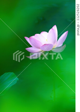 夏の花、ハスをクローズアップ 112528202