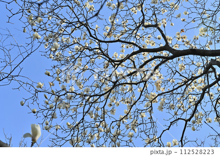 桜より一足お先に満開の白木蓮 桜より一足お先に満開の白木蓮 112528223