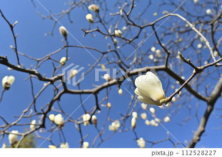 桜より一足お先に満開の白木蓮 112528227