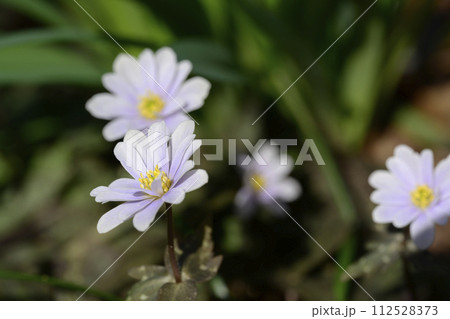 春の日差しを浴びて花開くユキワリイチゲ 春の日差しを浴びて花開くユキワリイチゲ 112528373