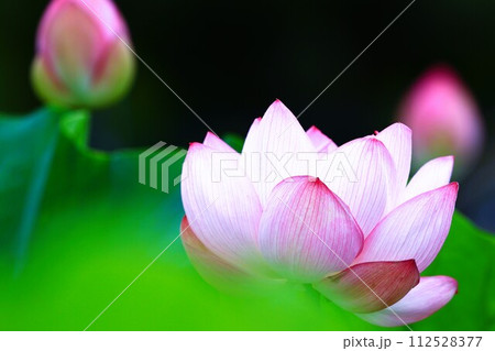 夏の花、ハスのクローズアップ 112528377