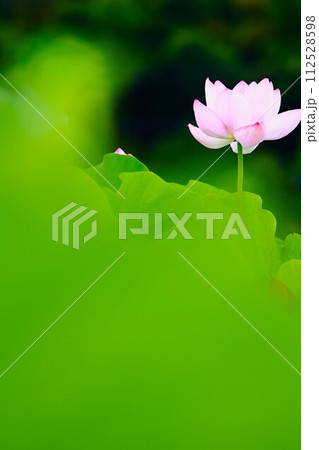 夏の花、ハスのクローズアップ 112528598