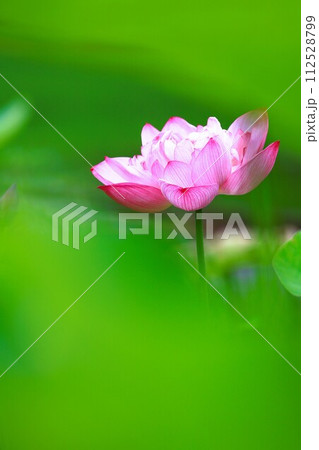 夏の花、ハスのクローズアップ 夏の花、ハスのクローズアップ 112528799