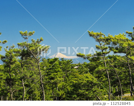 秋の中田島砂丘沿岸域防潮堤から松林越しに雪をまとった富士山を望む 112528845