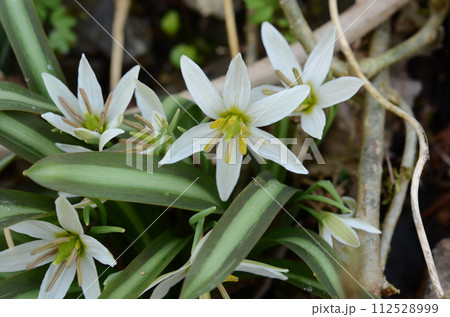 早春丹場篠山で見られた葉に白色の筋が入り白色の花弁に黄色の雄しべが綺麗なヒロハノアマナ 112528999