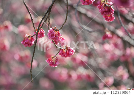 ピンク色の花をつけるカンヒザクラのアップ ピンク色の花をつけるカンヒザクラのアップ 112529064