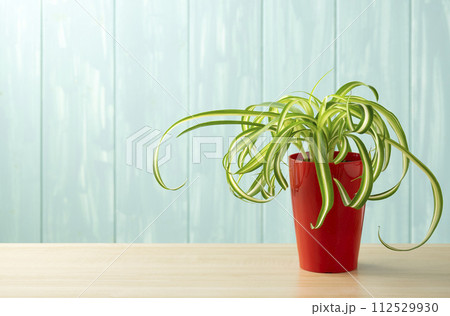 青い壁とオリズルラン 青い壁とオリズルラン 112529930