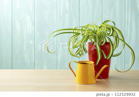 青い壁とオリズルランと黄色のじょうろ 112529932
