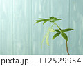 青い額とパキラ 112529954
