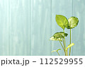 青い壁とシンゴニウム 112529955