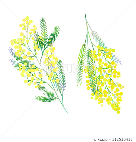 黄色いミモザの花のイラスト素材 112530413