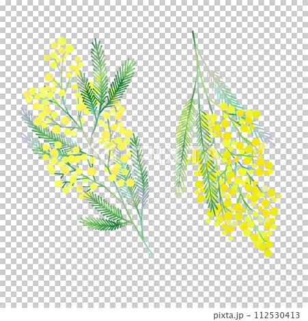 黄色いミモザの花のイラスト素材 112530413