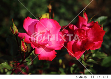 荒尾市　おもやい市民花壇　バラの花、 112530481