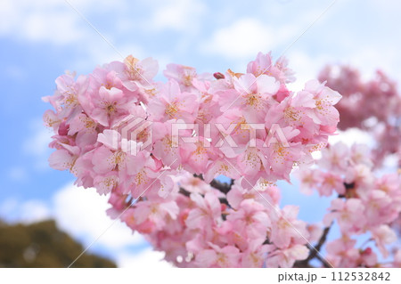 河津桜8559 河津桜8559 112532842