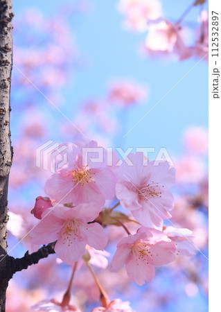 河津桜8972 112532897
