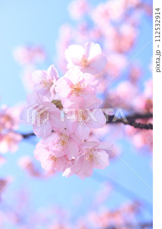 河津桜8995 112532914