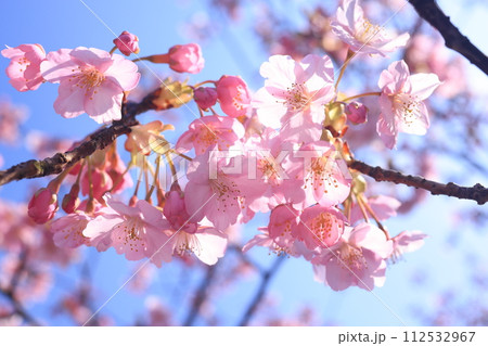 河津桜9275 112532967