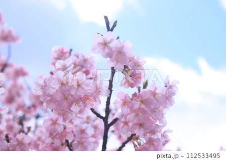 河津桜8409 112533495