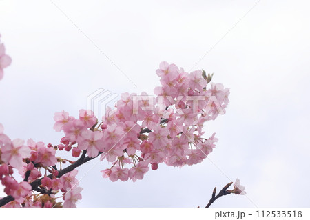 河津桜8488 112533518