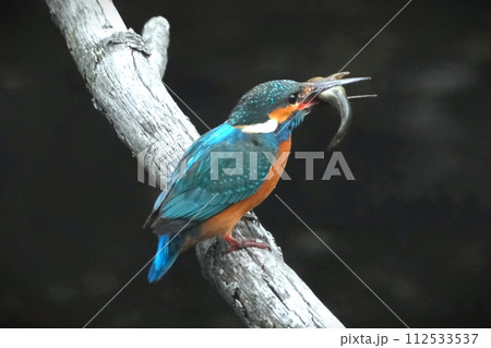 どこからともなく来て目の前に止まった可愛いくて綺麗なカワセミ 112533537