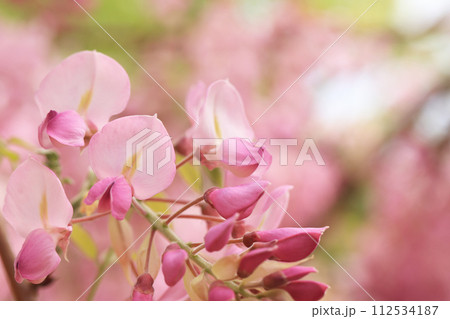 フジ622 112534187