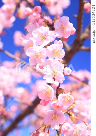 河津桜8295 河津桜8295 112534221