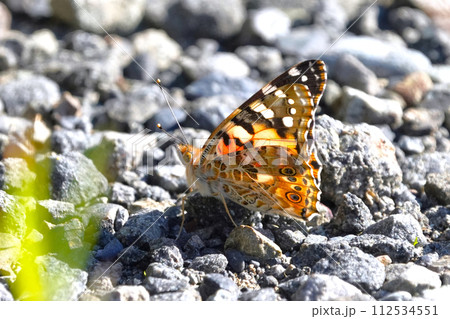 花にたたずむ蝶 112534551