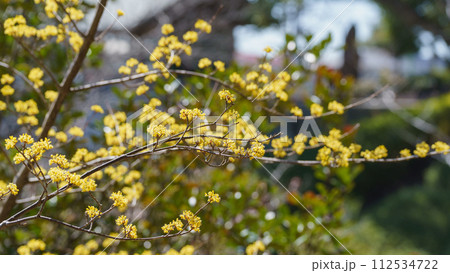 サンシュユ(山茱萸)の花 112534722