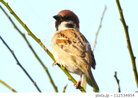 満開の桜の枝にとまる雀 112534954