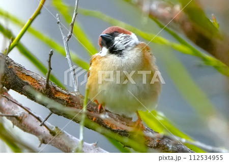 満開の桜の枝にとまる雀 112534955