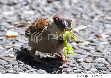 満開の桜の枝にとまる雀 112534957