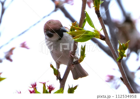 満開の桜の枝にとまる雀 112534958