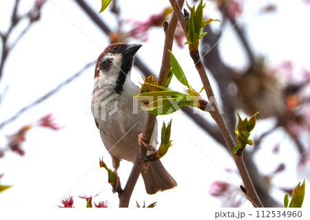 満開の桜の枝にとまる雀 112534960