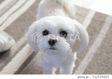 愛らしい人 112535025