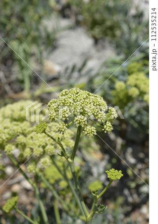 Sea fennel Sea fennel 112535214