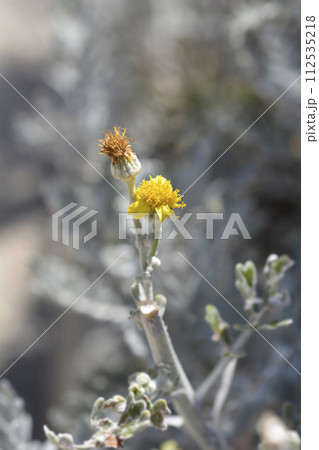 Silver ragwort 112535218